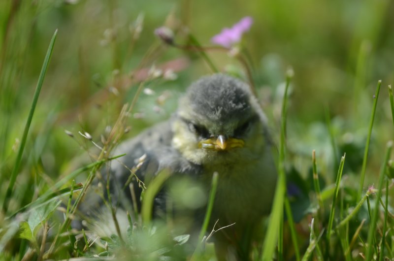 OISILLON DE MÉSANGE BLEUE. J’suis pas content.THIRIOUX VALÈRE